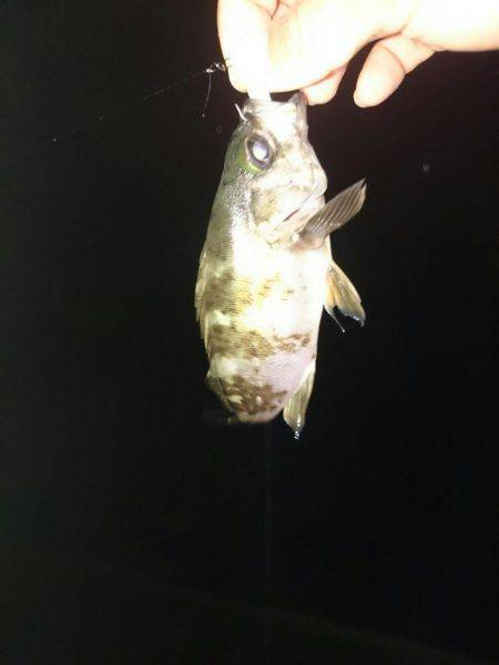 雨を覚悟の上でメバリング