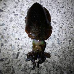 未熟なヤエン師 Lv.1