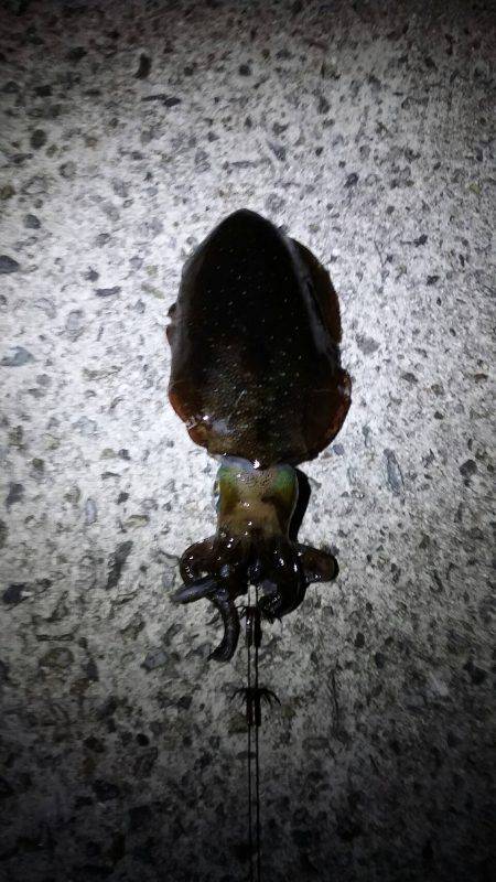 未熟なヤエン師 Lv.1