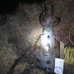 デカイアオリイカ狙いで磯場に