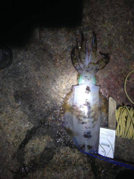 デカイアオリイカ狙いで磯場に