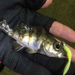 明暗の境目だけでバイトが連発