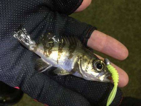 明暗の境目だけでバイトが連発