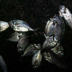 釣り納めファミリーサビキング