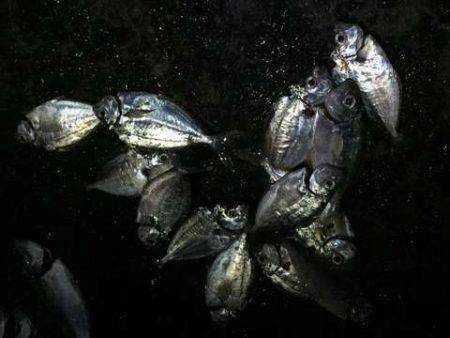 釣り納めファミリーサビキング