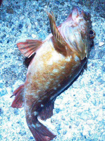 探り釣りは難しい…