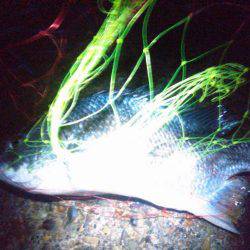 初タチ初キビレ