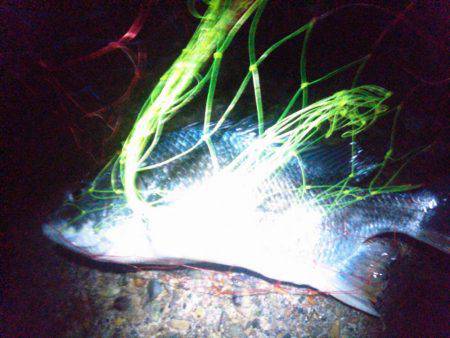 初タチ初キビレ