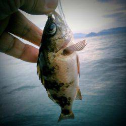 アオリのちメバリング~♪