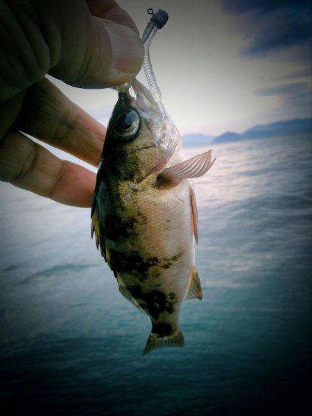 アオリのちメバリング~♪