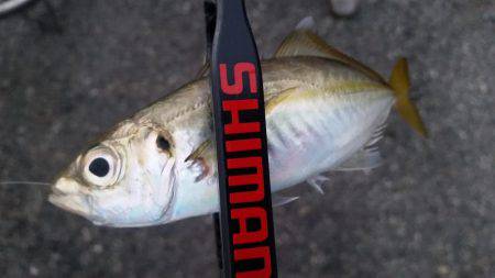 ギリギリ中！？アジングちょうさっ！