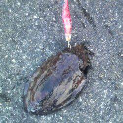 またまた良型のコウイカが釣れたよ！