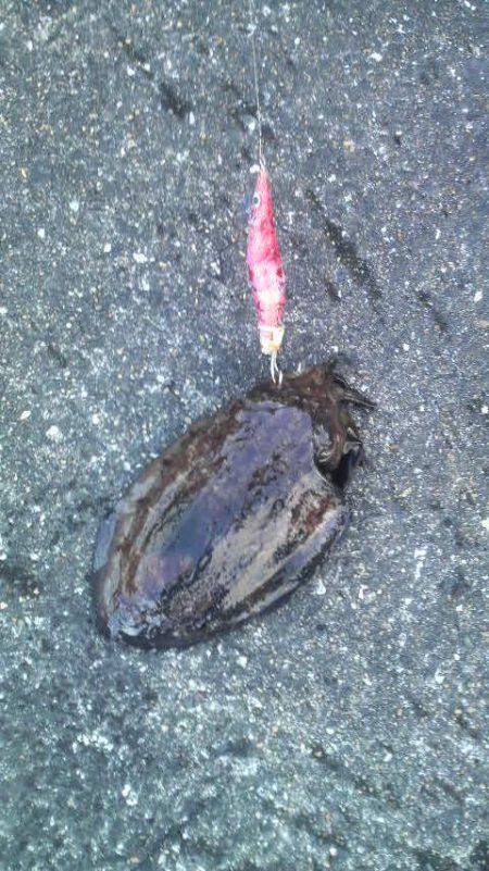 またまた良型のコウイカが釣れたよ！