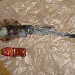 キロアップ釣りました！