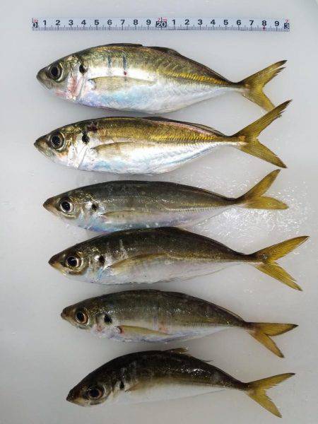 爆風ペロアジング