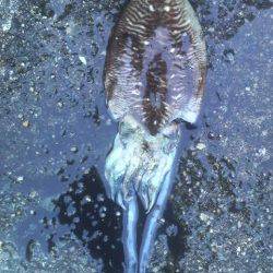 コウイカは今年４匹目です。