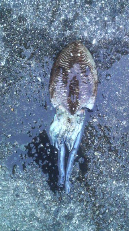 コウイカは今年４匹目です。