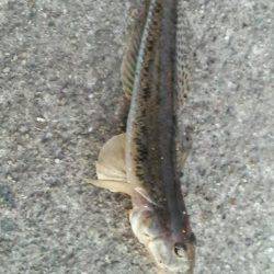 舞洲ルアーフィッシング