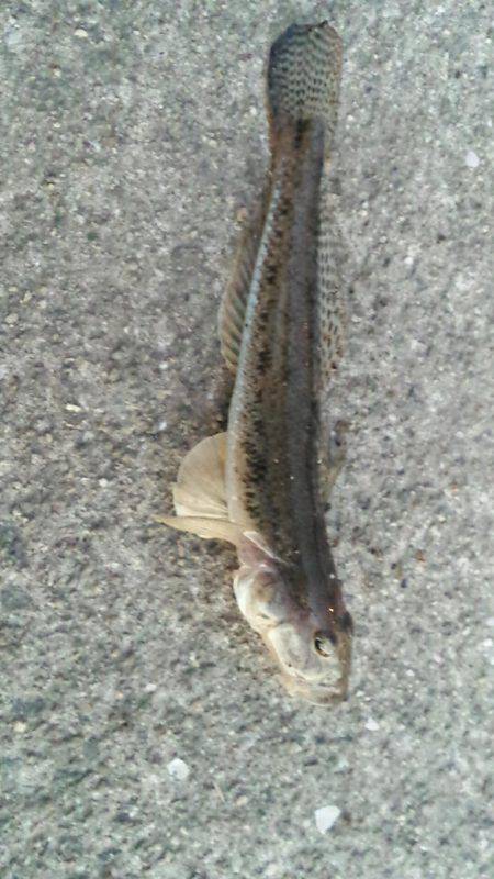 舞洲ルアーフィッシング