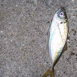 終盤戦でもまだまだ釣れる！？