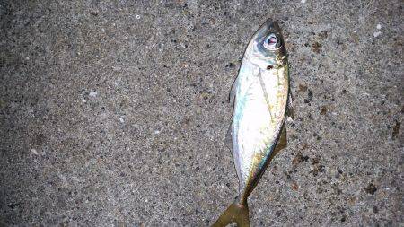 終盤戦でもまだまだ釣れる！？