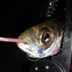 まだまだ釣れるぞ神戸アジング