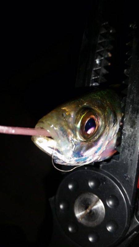 まだまだ釣れるぞ神戸アジング