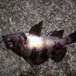 爆釣メバリング!!