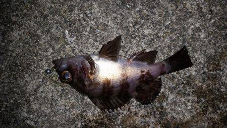 爆釣メバリング!!