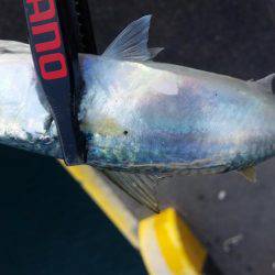 まさかまさかの尺アップ！？