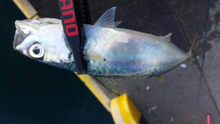 まさかまさかの尺アップ！？