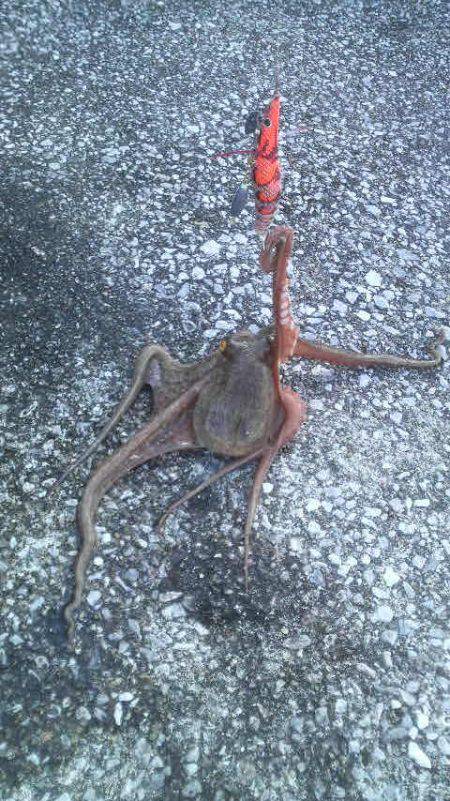 イカがダメならタコを釣るゾ！！