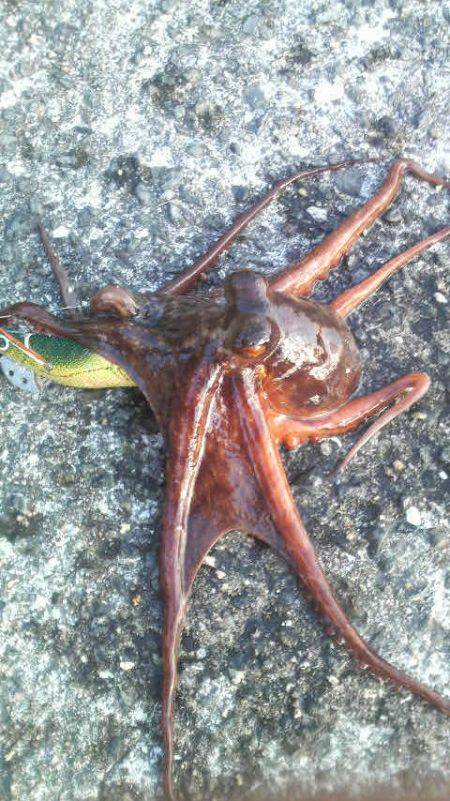 今日も釣れたよ！