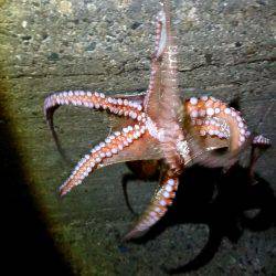 メバルリングでタコ