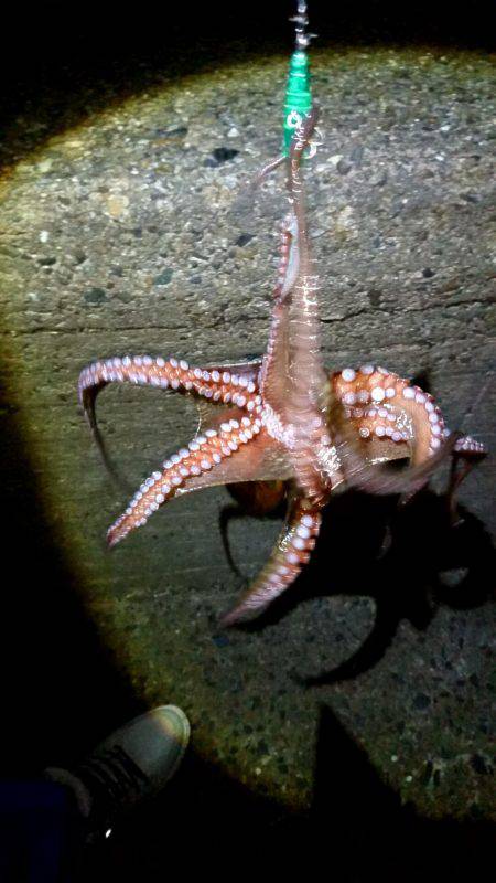 メバルリングでタコ