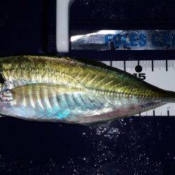 アジングカーニバル