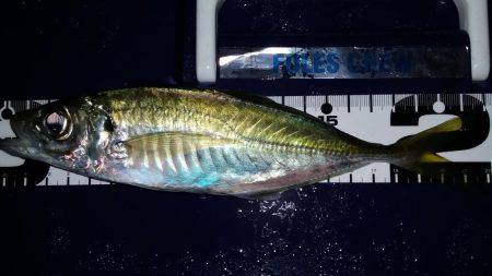 アジングカーニバル