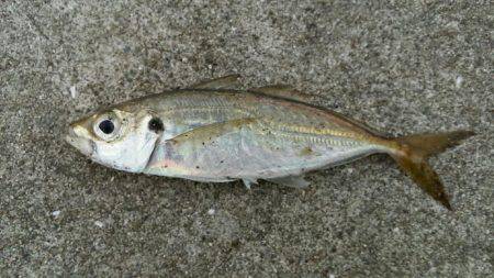 舞洲DAYアジング