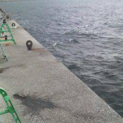 こんな日にもコウイカ釣れた！