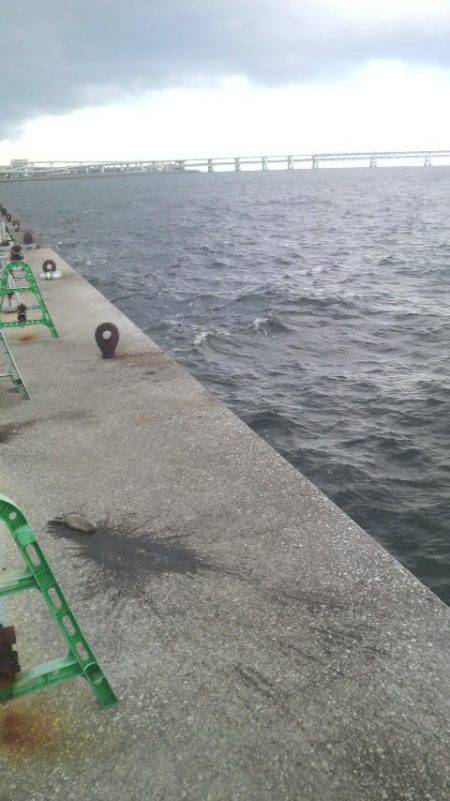 こんな日にもコウイカ釣れた！