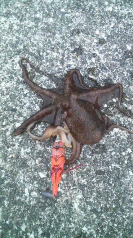 今日はタコ２匹きでした(^^♪