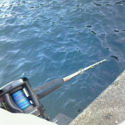 タコ狙いをしていたら水面から襲い掛かってきた～