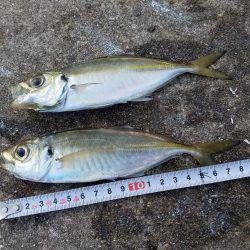 何とか五目達成♪