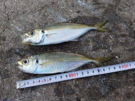 何とか五目達成♪