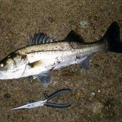 久しぶりに釣れました！