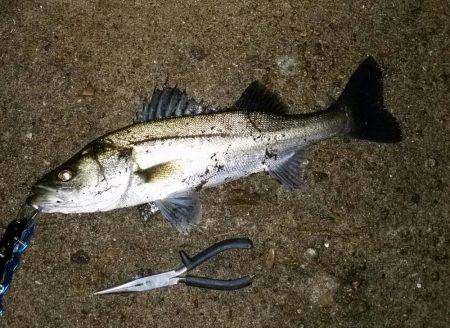 久しぶりに釣れました！