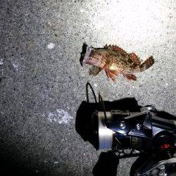 入れ食い！？メバリング