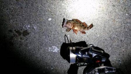 入れ食い！？メバリング