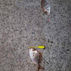 タッチー、お出かけ?