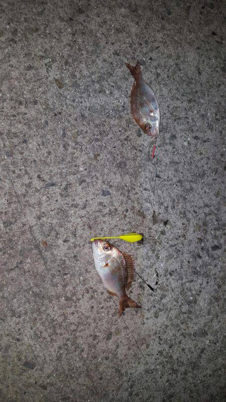 タッチー、お出かけ?